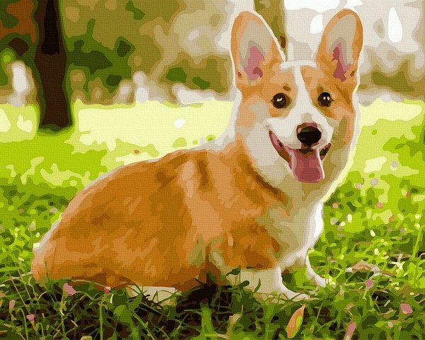 Playful Corgi