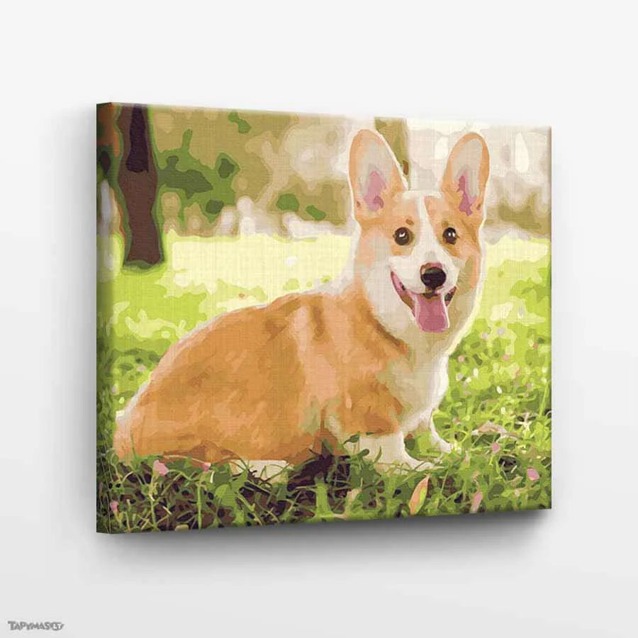 Playful Corgi